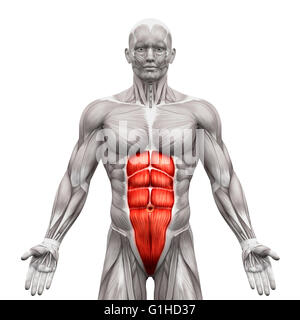 Rectus Abdominis - Abdominal Muscles - Anatomy Muscles isolated on white - 3D illustration