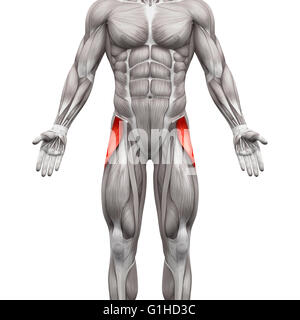 Tensor fasciae latae Stock Photo - Alamy