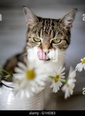 Cat Studio Portrait with Daisy Flowers Stock Photo - Alamy