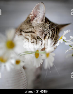 Cat Studio Portrait with Daisy Flowers Stock Photo - Alamy