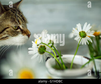 Cat Studio Portrait with Daisy Flowers Stock Photo - Alamy