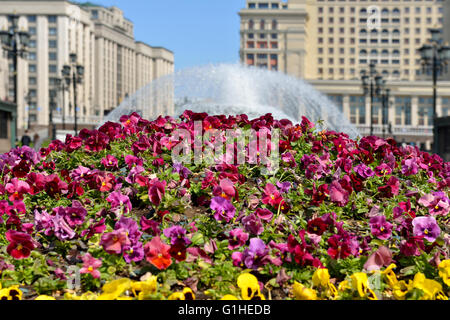 Pansies on background of fountain and Building of State Duma of Federal Assembly of Russian Federation Stock Photo