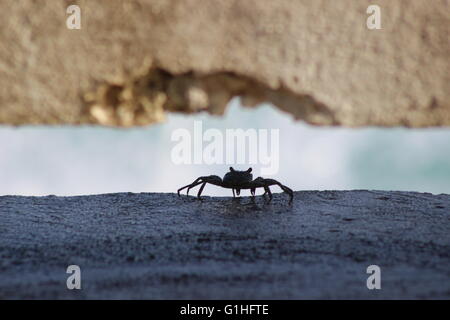 Shugguh crab shadow profile view in Barbados, Caribbean Stock Photo