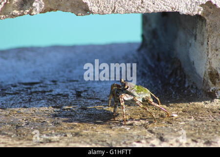 Shugguh crab in Barbados, Caribbean Stock Photo