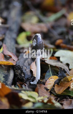Young magpie fungus (Coprinopsis picacea) in Germany. Stock Photo