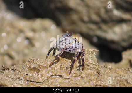 Shugguh crab on rocks in Barbados, Caribbean Stock Photo