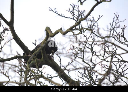 Rook (Corvus frugilegus) sitting on a tree branch trying to open a nut. Stock Photo