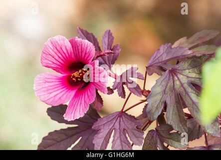 Roselle (Hibiscus sabdariffa) plant and flower Stock Photo