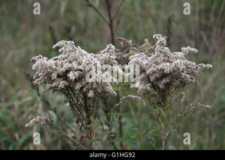 Giant Goldenrod (Solidago gigantea) inflorescence with fruits. Stock Photo