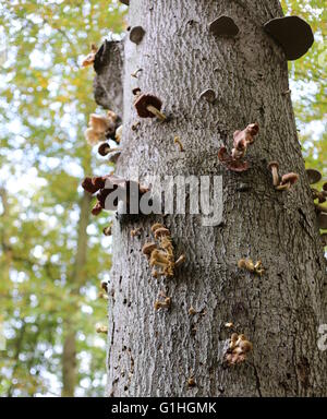 Variety of parasity mushrooms on a stem in a German forest. E.g. honey fungi, porcelain fungi and tinder fungi can be seen. Stock Photo