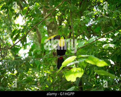 Chestnut-mandibled toucan on a branch in Costa Rica Stock Photo