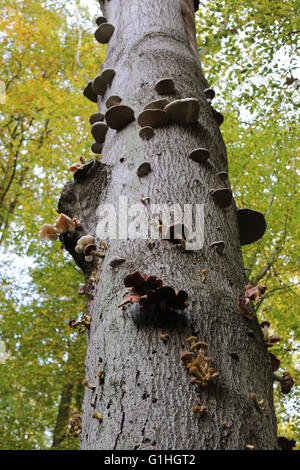Variety of parasity mushrooms on a stem in a German forest. E.g. honey fungi, porcelain fungi and tinder fungi can be seen. Stock Photo