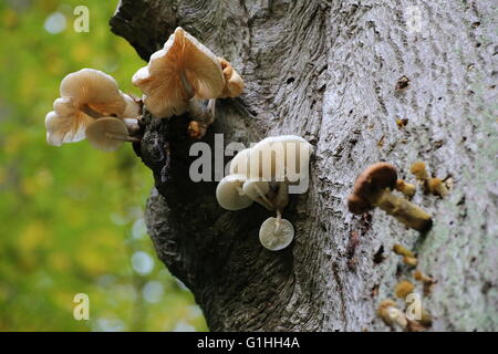 Porcelain fungi (Oudemansiella mucida) on a stem in a German forest. Stock Photo