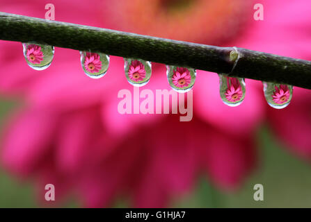 Water drops with Gerbera Daisy flower reflection, macro Stock Photo