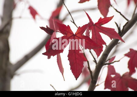 Ornamental maple leaves in autumn in front of white sky. Stock Photo