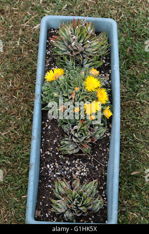 Haworthia and Tiger jaws succulent plant or known as Faucaria tigrina with yellow flowers Stock Photo