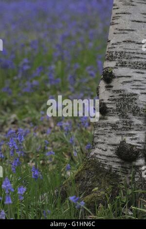 Bluebell Woods and individual flowers Stock Photo