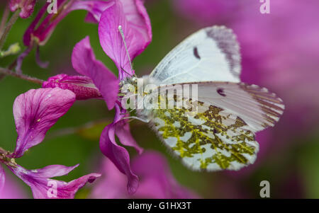 Orange-Tip butterfly (Anthocaris cardamines) - female feeding on honesty flowers Stock Photo