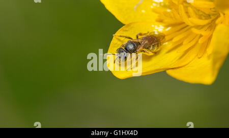 Tiny solitary bee, Halictus tumulorum on wildflower Stock Photo
