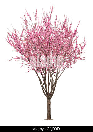 entire flowering sacura tree isolated on white background Stock Photo