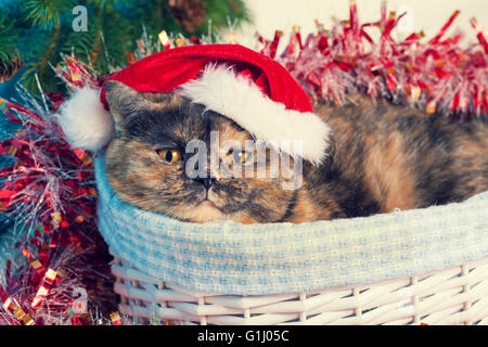 Cat wearing santa hat lying in a basket Stock Photo