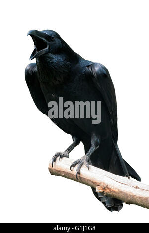 Raven Isolated on white - Raven calling out on Tree Branch Stock Photo