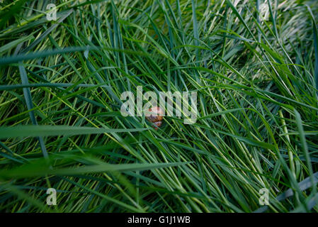 strange hidden snail on the grass in the garden Stock Photo