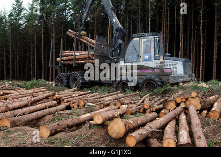 A forwarder collects logs of douglas fir from a plantation on Stock ...