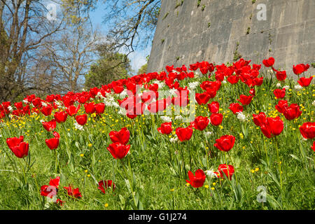 Tulips growing around the base of one of the towers at Arundel Castle, West Sussex. Stock Photo