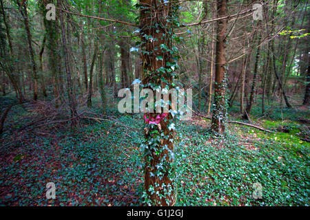 Forest of Dean, Gloucestershire. This plantation of douglas fir is being thinned and trees painted in red are marked for felling. Stock Photo