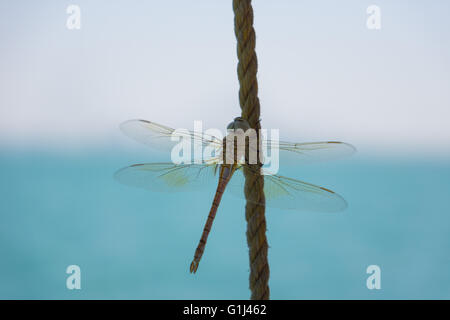 A dragon fly resting on a small rope at sea. Stock Photo
