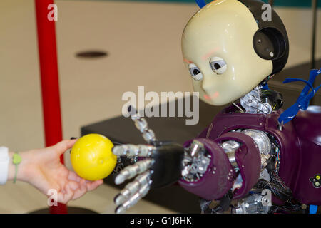 Torino, Italy. 15th May 2016. Android robot iCub made by Italian Institute of Technology (Istituto Italiano di tecnologia) catches a ball Stock Photo