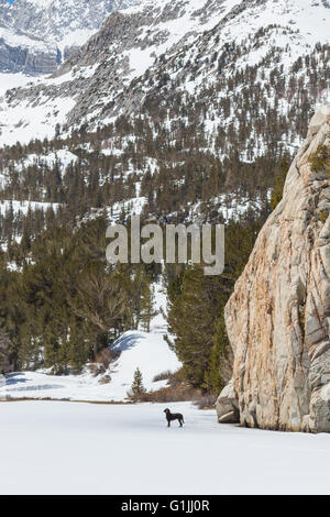 A winter scene of a young Gordon Setter puppy against large natural back ground in the snow of the Eastern Sierra Nevada mountains of California USA Stock Photo