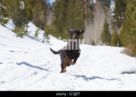 Young Gordon Setter puppy playing in the snow in the Eastern Sierra Nevada mountains of California USA Stock Photo