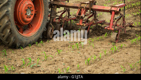 Cultivating field of young corn crops with row crop cultivator machine Stock Photo