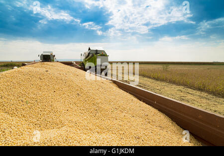 Soy beans in tractor trailer just harvested Stock Photo