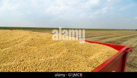 Soy beans in tractor trailer just harvested Stock Photo