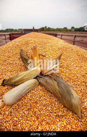 Corn cobs on tractor trailer after successful harvest ready to be transported. Stock Photo