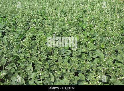 Indian broad bean plants field. One of the most ancient in cultivation and easiest to grow. Rich in proteins and fibers. Stock Photo
