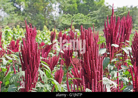 Indian red amaranth field. Cultivated as leaf vegetables, cereals and ornamental plants. Genus is Amaranthus.