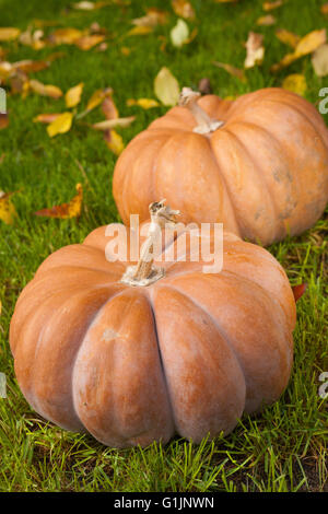 Two fresh orange and green pumpkins Stock Photo - Alamy