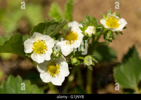 Woodland strawberry (Fragaria vesca) with shallow focus. Blooming plant in spring. Flowering strawberry in garden Stock Photo