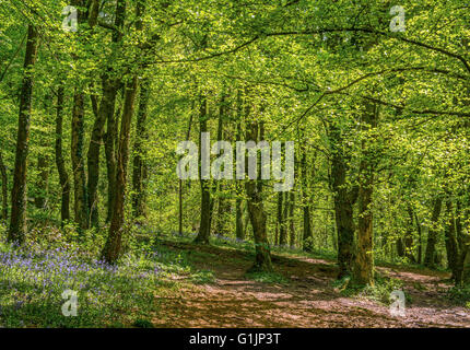 The Wenallt Bluebell Woods just to the north of Cardiff in south Wales, in Spring Stock Photo