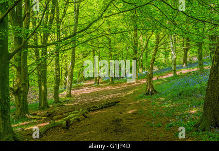The Wenallt Bluebell Woods just to the north of Cardiff in south Wales, in Spring Stock Photo