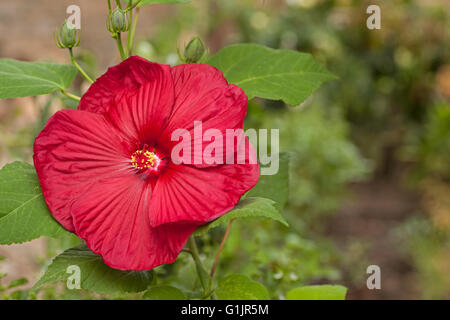 Red Hibiscus flower in garden Stock Photo