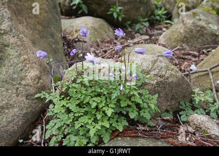 Blue wood anemone Anemone apennina Col de Bavella Corsica France Stock Photo