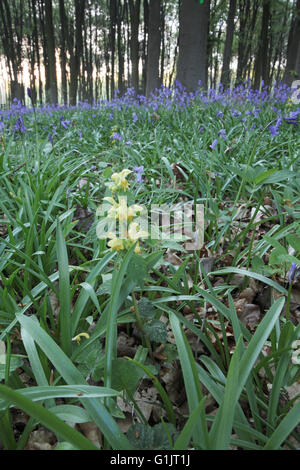 Yellow archangel Lamiastrum galeobdolon amongst Bluebells Hyacinthoides non-scripta in beech woodland Micheldever Wood Hampshire Stock Photo