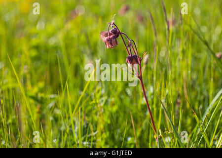 Water avens Geum rivale in water meadows Ringwood Hampshire England UK Stock Photo