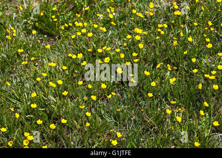 Yellow mountain avens Dryas drummondii Rocky Mountain National Park Colorado USA June 2015 Stock Photo