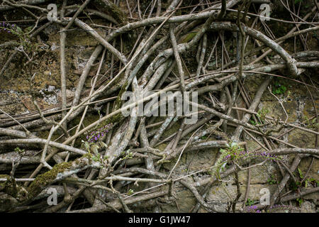 The branches and stems of Wisteria floribunda Stock Photo